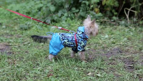 small dog wearing rain gear on a walk