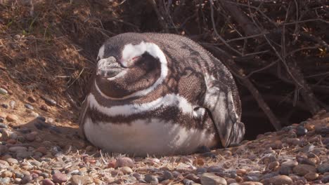 pan shot of a magellanic penguin resting peacefully at the entrance of its nest