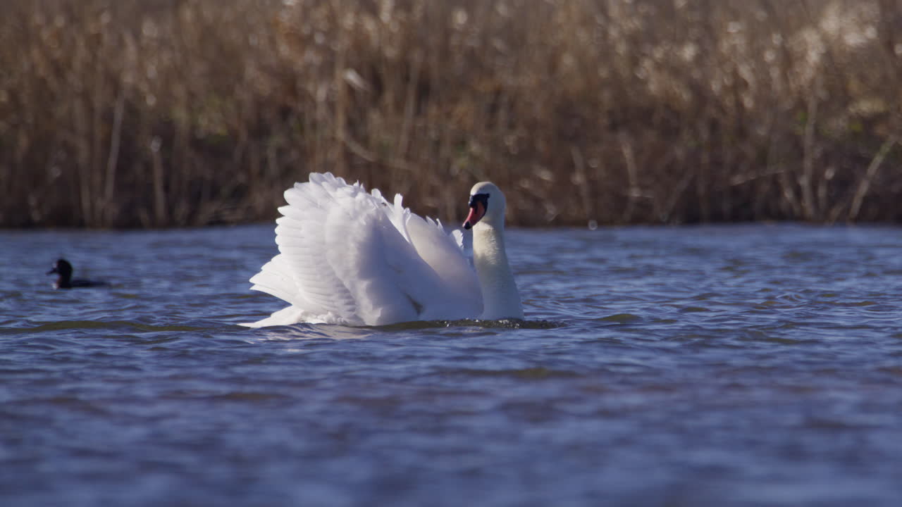 Postura de ameaça agressiva de cisne-branco tentando intimidar um competidor no rio.