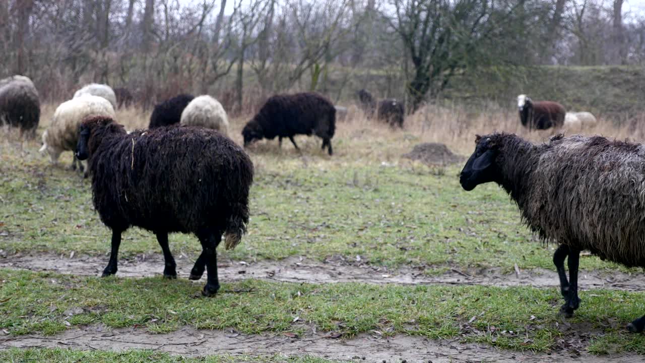 양  가 농부 의  에서 휴식 하고 있다