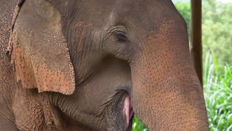 rescued asian elephant eating food at a wildlife sanctuary