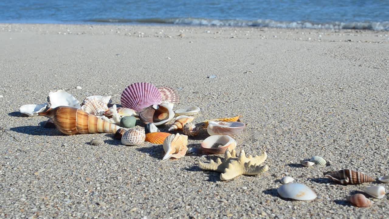 Conchiglie sulla sabbia sullo sfondo delle onde. Ripresa sulla spiaggia