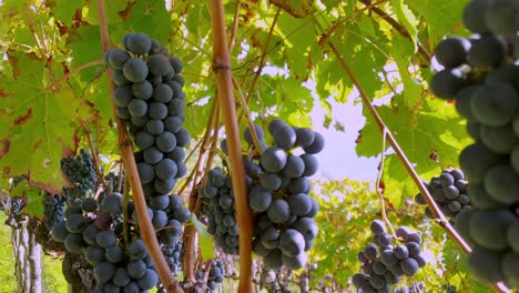 ripe cabernet grapes ready for harvest