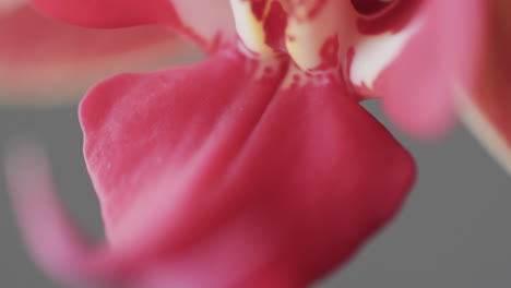 micro video close up of pink orchid flower with copy space on grey background
