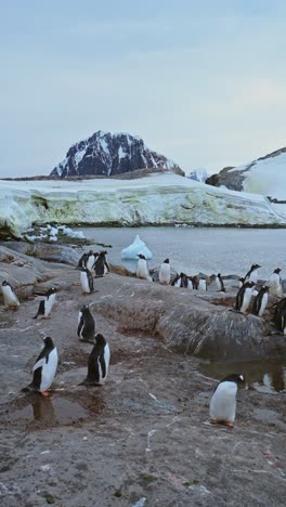 penguins and mountains in antarctica, gentoo penguin colony and antarctica wildlife and animals on antarctic peninsula, vertical nature video for social media, instagram reels and tiktok