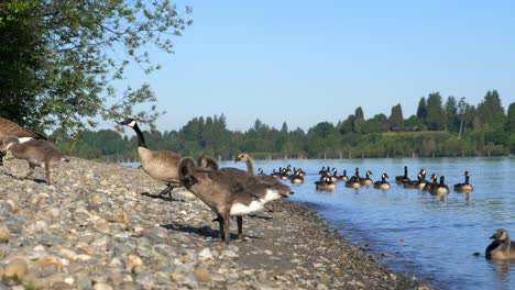 Herde-Kanadagans,-Die-Aus-Dem-Wasser-Zu-Den-Felsigen-Ufern-Des-Fraser-River-Läuft