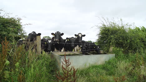 black and white cows drinking water surrounded by green plants in a farmers field