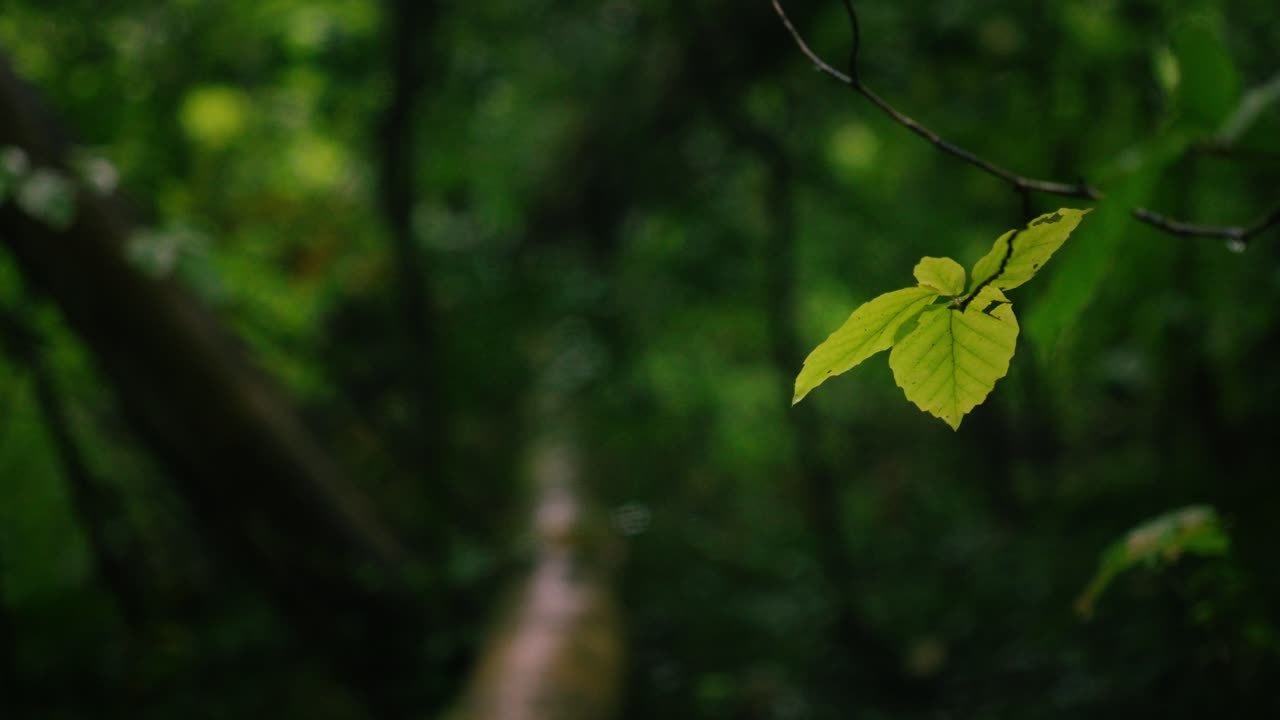 Single Leaf in a Dark Forest