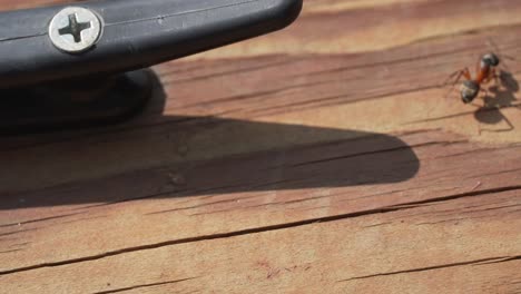 Bicolored-Carpenter-Ant-roaming-on-wooden-balcony-railing,-outdoors