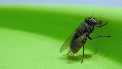 Mosca-Sentada-En-Caja-Y-Chupando-Microlente