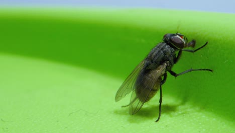 volando sentado en la caja y chupando_micro lente