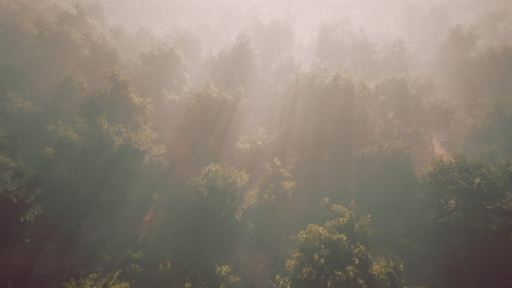 Fog-envelops-the-mountain-forest