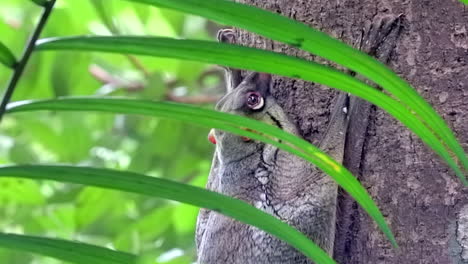 flying lemur or colugo seen through the green leaves of a plant gripping on a tree trunk in a small nature park in singapore - left pan closeup shot