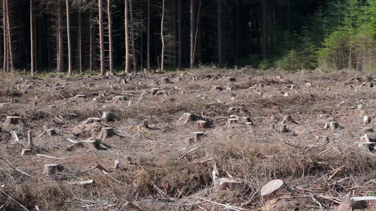 무인기 영상으로 벌목된 땅과 숲에서 벌목된 나무와 어진 나무 줄기가 있는 숲의 벌목