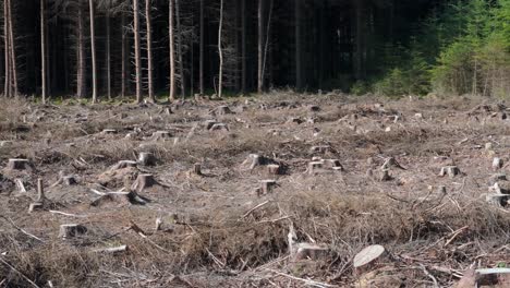 aerial drone footage of cleared land and deforestation in a forest with cut-down trees and cut-tree trunks