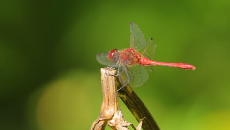 scarlet dragonfly (crocothemis erythraea) is a species of dragonfly in the family libellulidae. its common names include broad scarlet, common scarlet darter.