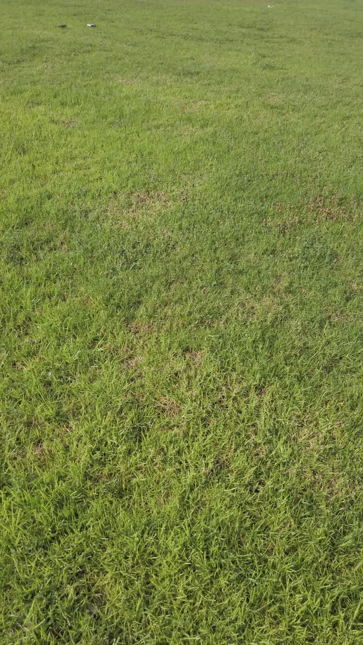 Panning on the grass. Close up of green grass texture, background with copy space.