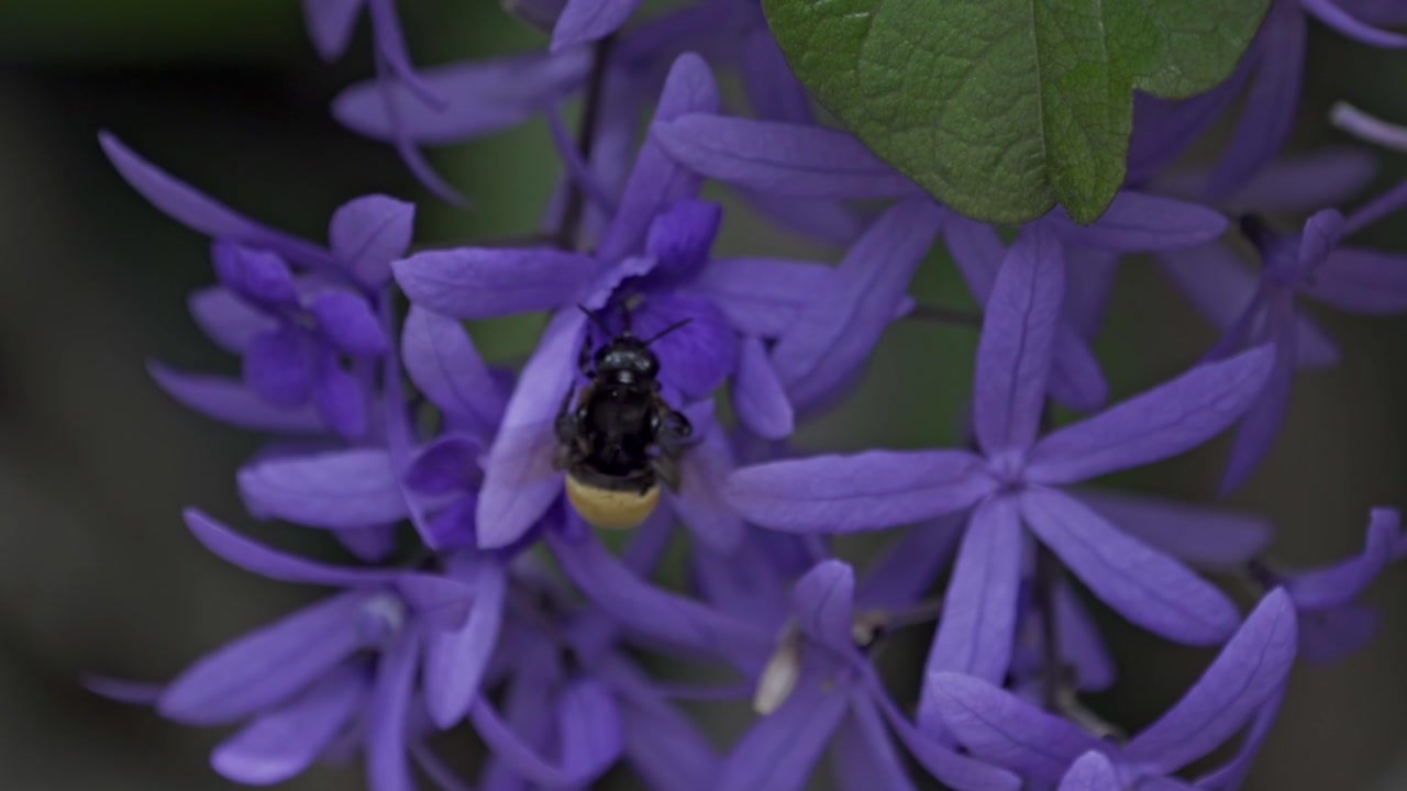 A close-up view of a fuzzy bumblebee, actively foraging for nectar from a cluster of vibrant purple, star-shaped flowers.