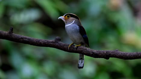 Looking-around-with-food-in-the-mouth-then-suddenly-the-male-arrives-to-perch-on-its-right-side-then-it-flies-away-to-deliver,-Silver-breasted-Broadbill-Serilophus-lunatus,-Thailand