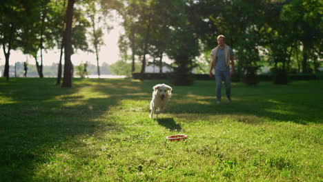 attractive man throwing round pink toy. energetic golden retriever catching.