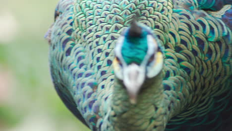 vista de cerca del pavo real verde mirando hacia adelante