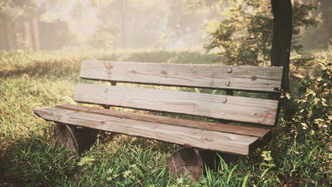 wooden bench in nature by the tree