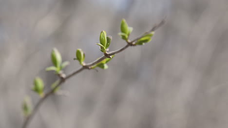 close up focus pull of tree buds in spring