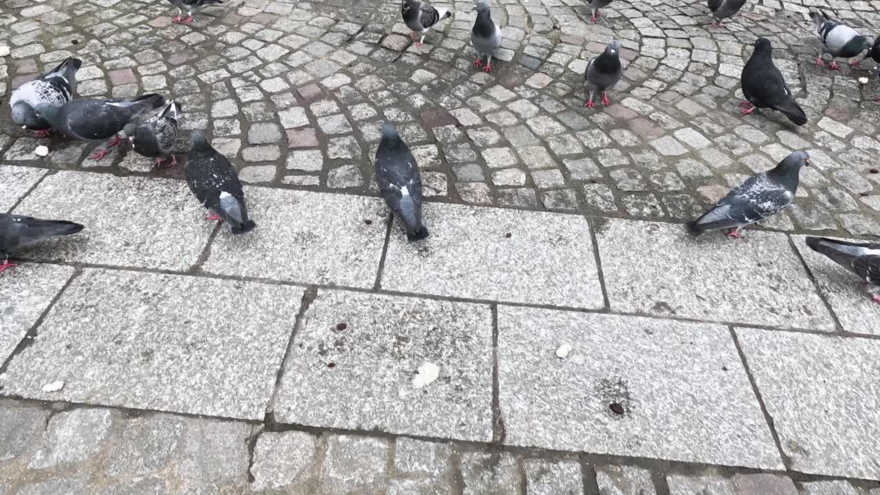 도시 환경에서 무리를 이루고 먹이를 먹는 비둘기