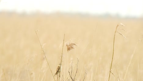 Telephoto-closeup-of-Sedge-Warbler-balanced-on-angled-thin-stem-of-plant