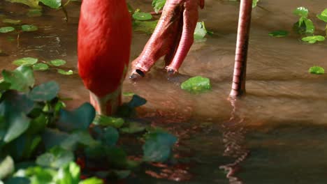 flamingo wading and feeding in a pond