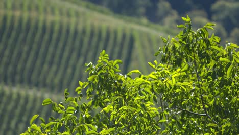 rack focus from branches to vineyards - slomo - rack focus