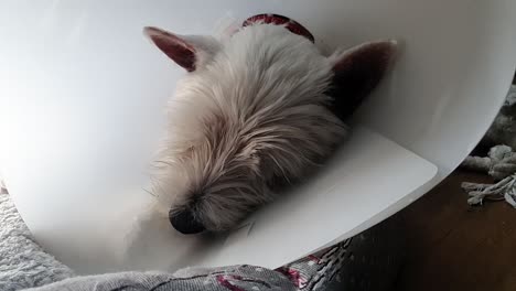 Small-dog-laying-in-the-basket-with-dog-cone-around-its-neck