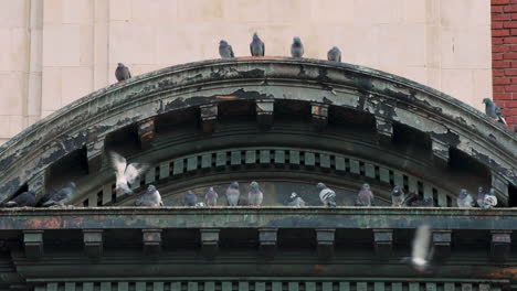 pigeons sitting on arch of building in harlem, new york city