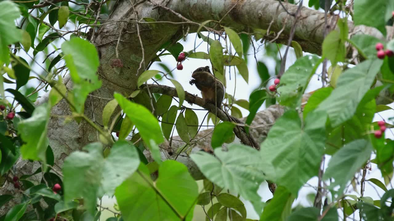 visto a través del follaje comiendo frutas, la ardilla a rayas birmana tamiops mcclellandii, tailandia