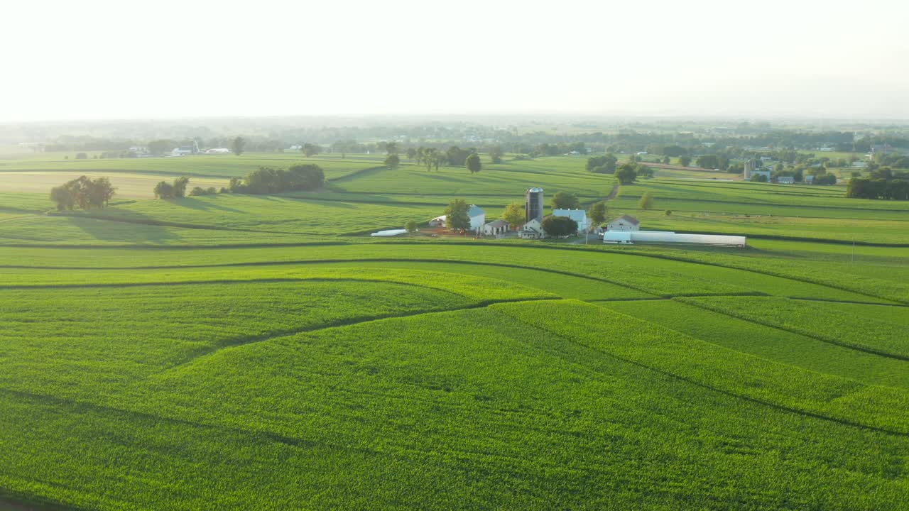 Splendide colline ondulate e campi di mais verdi.