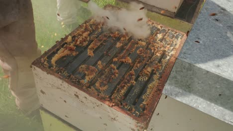 beekeeper smoking and cleaning hive