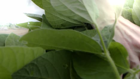 close up, anonymous person's hands running through leaves in slow motion