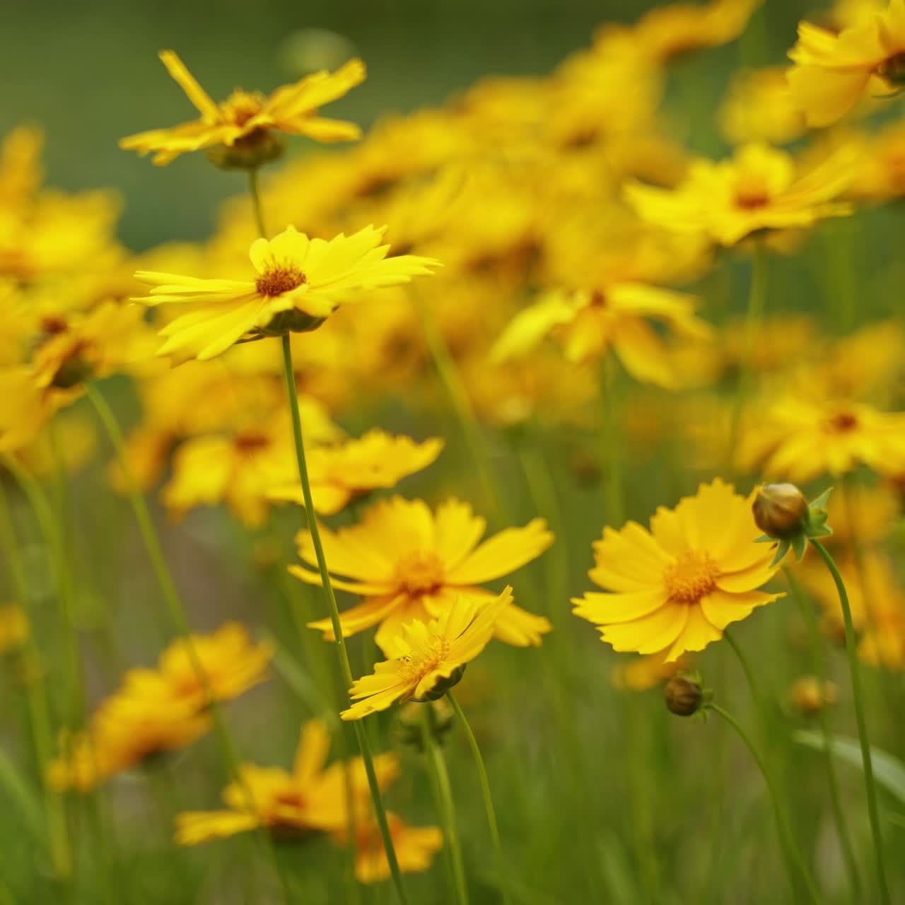 Sfondio di fiori gialli