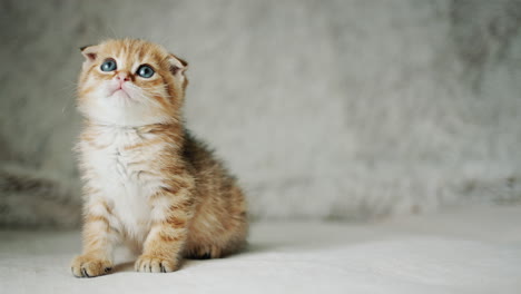 A-cute-red-kitten-looks-from-side-to-side,-hungry-and-licking-his-lips.-Looking-forward-to-a-delicious-meal