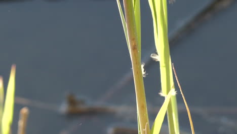la majestuosa libélula vuela lejos de la caña cerca del estanque de agua, vista de cerca