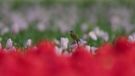 yellow bird perched on tulips