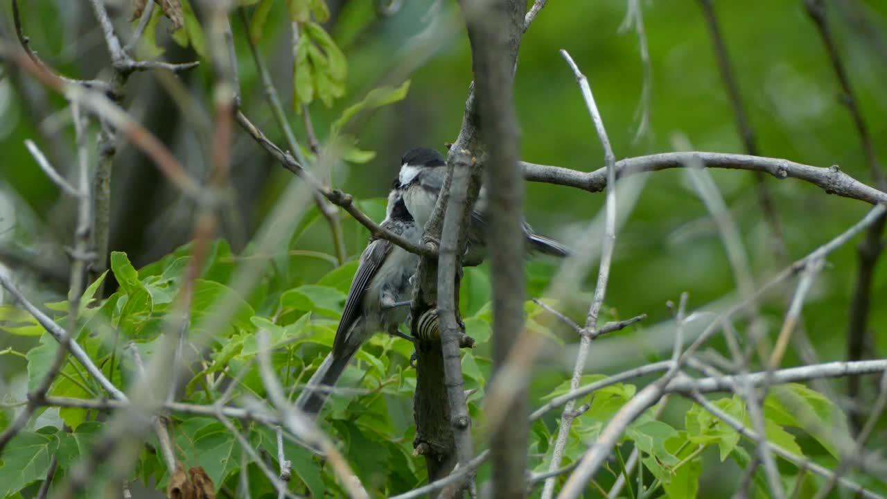 un pájaro gordito gris y blanco entra en escena para molestar a otro pájaro que está posado en una rama en el bosque