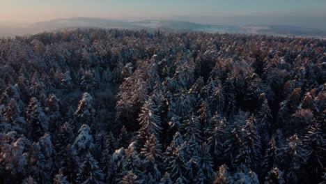 Vista-Aérea-De-Bosques-Nevados-Que-Revelan-Lentamente-El-Vasto-Valle-Nevado-A-Lo-Lejos