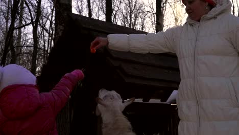 a middle-aged woman feeds a young goat. woman forced  the goat stand on his hind legs. she feeds him a carrot. goat loves carrots.