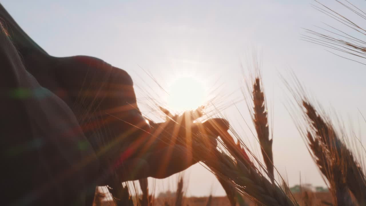 hombre sosteniendo trigo al atardecer o al amanecer en sus manos, cerrar, cámara lenta