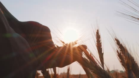 man holding wheat at sunset or sunrise in his hands, close up, slow motion