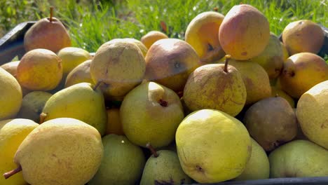 ripe pears lie in a crate on a summer sunset. fruit harvest. close-up video. blurred background