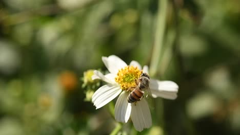 Abeja-Polinizando-Flores-Blancas