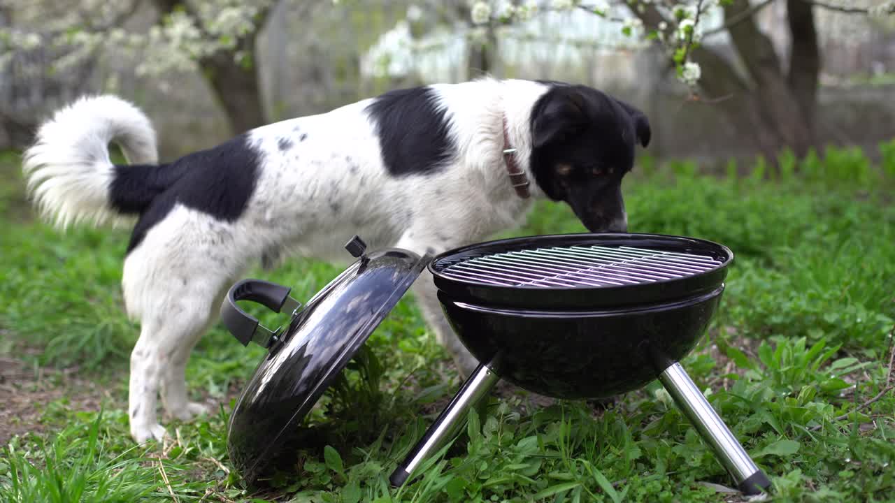 la carne se cocina en una barbacoa. un hermoso perro en la hierba. descanso en casa. mascotas. b-b-q