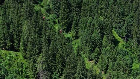 Teleféricos-Rojos-Que-Pasan-Por-Medio-De-Un-Bosque-De-Abetos